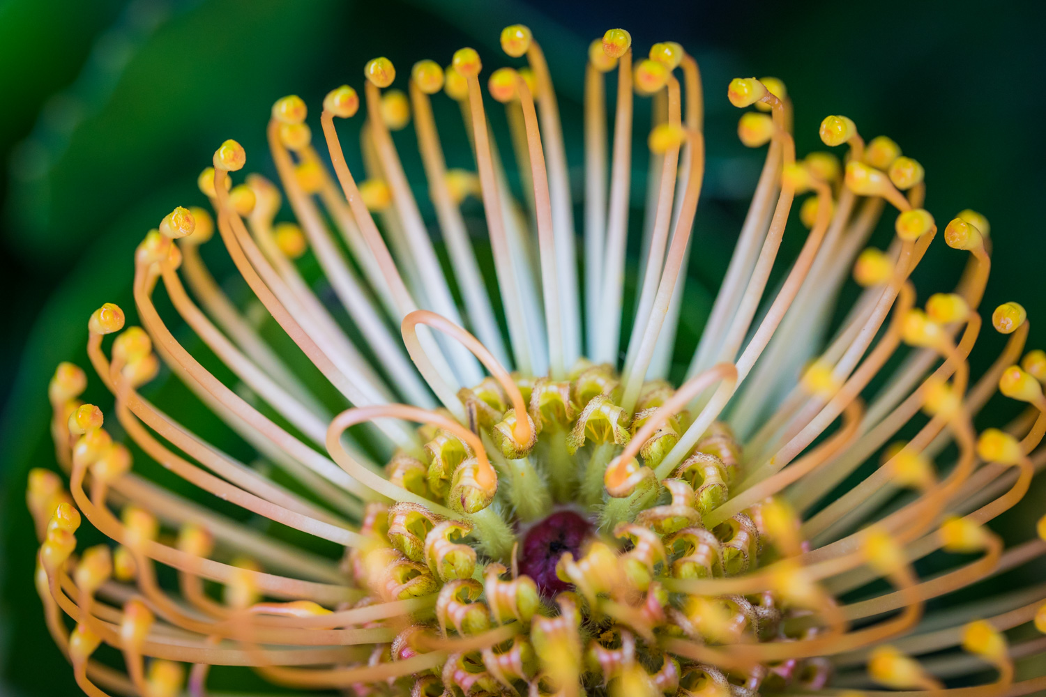 grootbos_low_res_jul_19_-_copyright_scott_ramsay-406.jpg