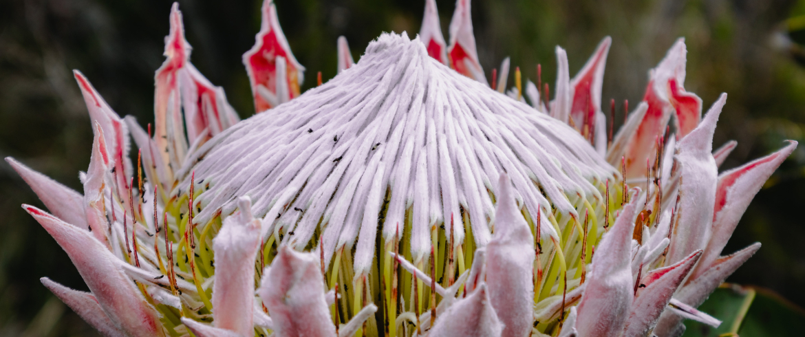 grootbos-web-florilegium-day-tours-hannarie-wenhold-gallery-rt-meets-nature-02.jpg