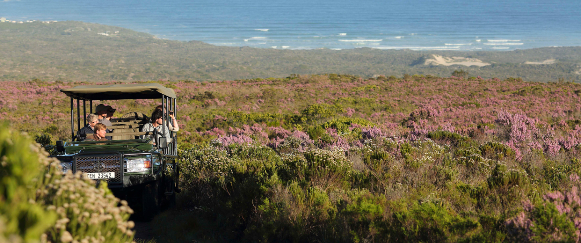 grootbos-web-florilegium-day-tours-guided-flower-safari-erica.jpg