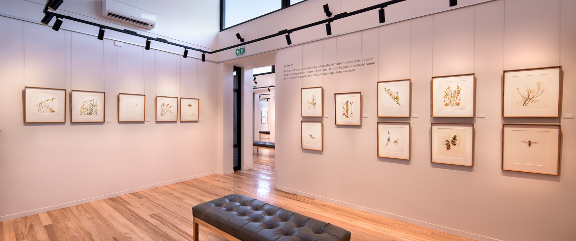 grootbos-web-florilegium-day-tours-hannarie-wenhold-gallery-interior-06.jpg