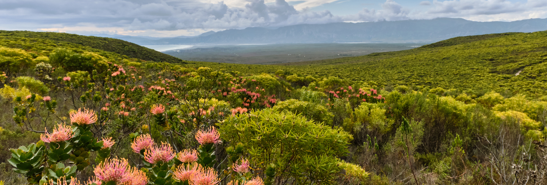 grootbos-web-masterclass-botanical-art-fynbos-diversity.jpg