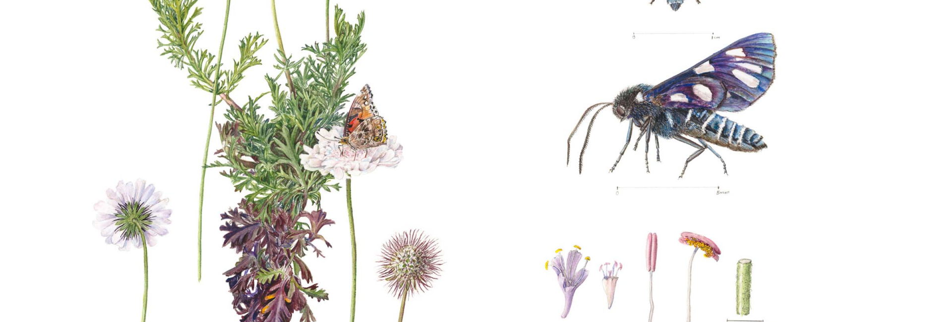 grootbos-home-florilegium-intro-banner-02.jpg