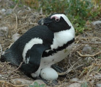 web-grootbos-experience-eco-boat-penguin-02.jpg