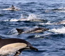 web-grootbos-experience-eco-boat-dolphin-09.jpg