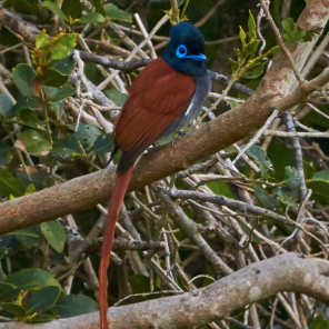 web-grootbos-birding-paradise-flycatcher.jpg