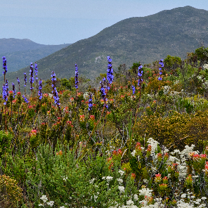 grootbos-web-masterclass-botanical-art-fynbos-diverse-landscape.jpg