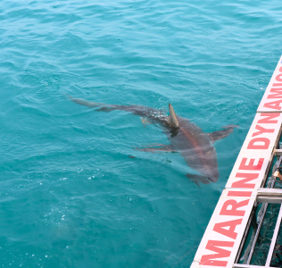 web-marine-dynamics-shark-diving-experience-banner-slider.png