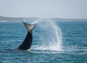 grootbos-web-secret-season-southern-right-whale-aerial.jpg