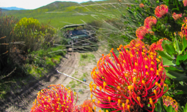 web-grootbos-wellness-wellbeing-regenerative-experiences-fynbos-safari.jpg