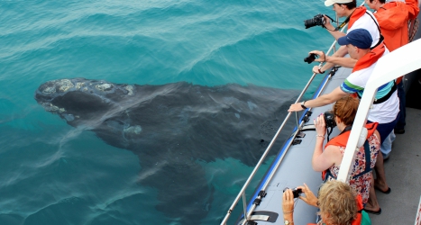 web-grootbos-experience-whale-watching-boat-03.jpg