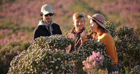 web-grootbos-experiences-safari-flower.jpg