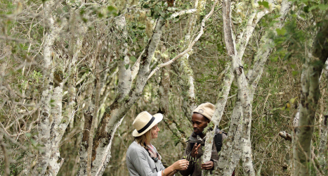 web-grootbos-walks-hikes-forest.jpg