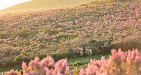 web-grootbos-experiences-horse-riding.jpg