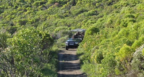 web-grootbos-botanical-drives.jpg