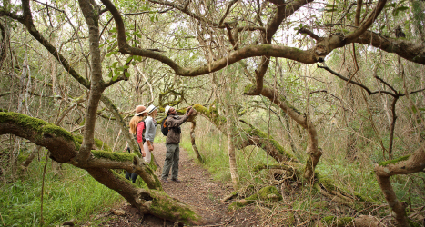 web-grootbos-experiences-milkwood-forest-walk.jpg