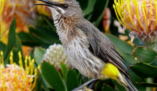 web-grootbos-experience-bird-watching-sugarbird-01.jpg