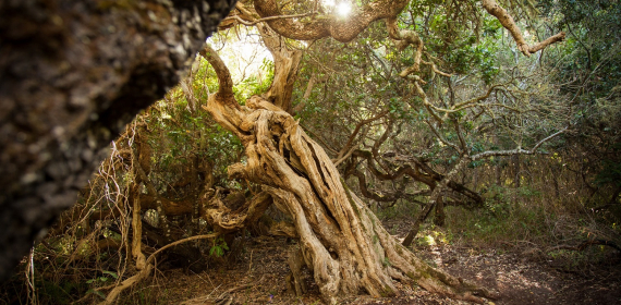 explore-grootbos-milkwoods.jpg