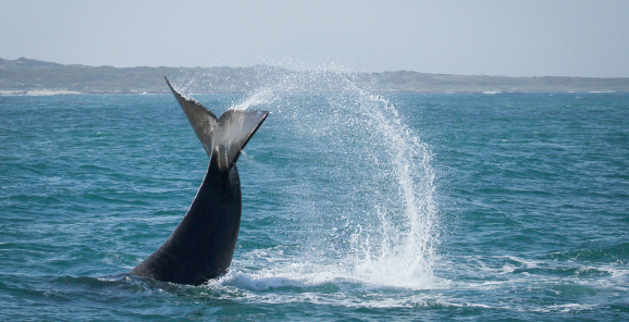 web-grootbos-marine-whale-watching.jpg